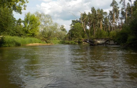 spływ rzeką Widawką